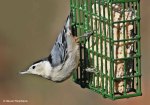 suet-feeder_800